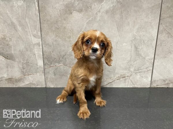 Cavalier King Charles Spaniel-DOG-Male-Ruby-27421-Petland Frisco, Texas