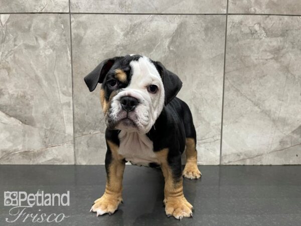 English Bulldog DOG Male Black Tri 27422 Petland Frisco, Texas