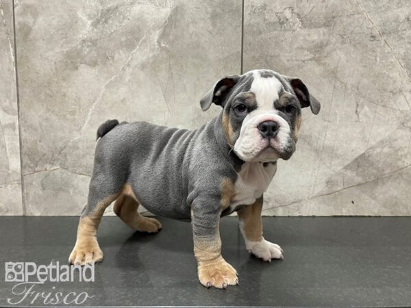 English Bulldog-DOG-Male-Blue Tri-27423-Petland Frisco, Texas