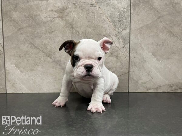 English Bulldog-DOG-Female-Brindle and White-27424-Petland Frisco, Texas