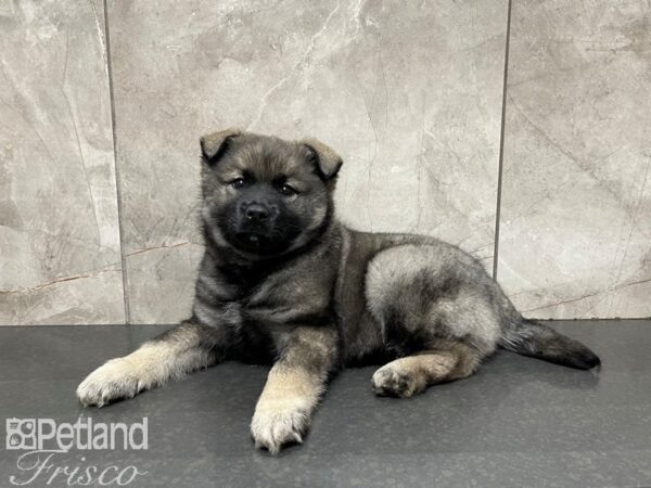 Norwegian Elkhound DOG Male Sable 27425 Petland Frisco, Texas