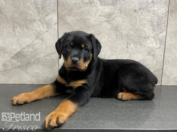 Rottweiler DOG Female Black Tan 27426 Petland Frisco, Texas