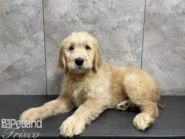 Standard Goldendoodle-DOG-Male-Gold-27427-Petland Frisco, Texas