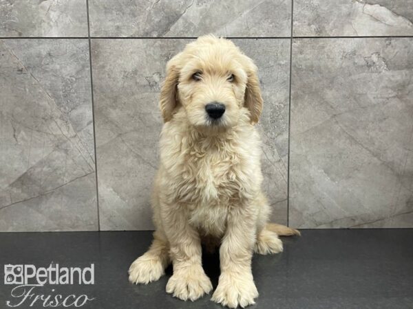 Standard Goldendoodle DOG Male Gold 27428 Petland Frisco, Texas