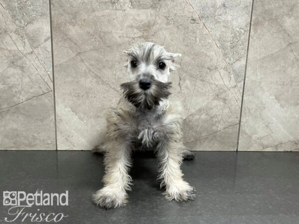 Miniature Schnauzer-DOG-Female-SALT PEPPER-27430-Petland Frisco & Mckinney, Texas