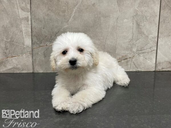 Westie Poo-DOG-Male-CREAM-27432-Petland Frisco, Texas