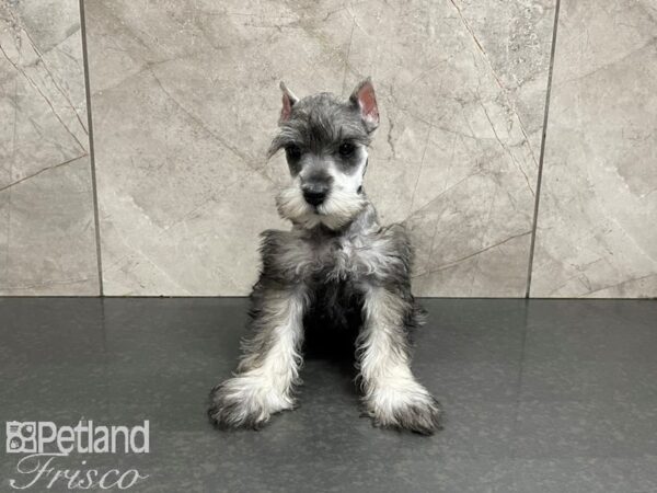 Miniature Schnauzer-DOG-Male-SALT PEPPER-27433-Petland Frisco & Mckinney, Texas