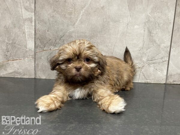 Shih Tzu-DOG-Male-BRN WH-27434-Petland Frisco & Mckinney, Texas