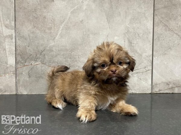 Shih Tzu DOG Male BRN WH 27435 Petland Frisco & Mckinney, Texas