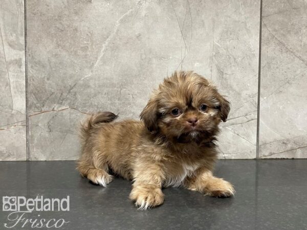 Shih Tzu-DOG-Male-BRN WH-27435-Petland Frisco, Texas