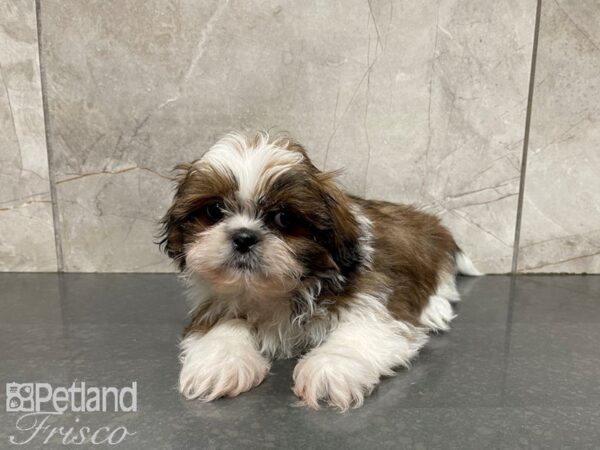 Shih Tzu-DOG-Male-BROWN WH-27436-Petland Frisco & Mckinney, Texas
