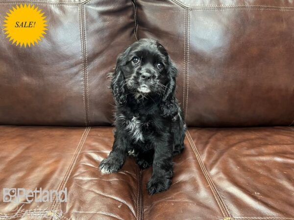 Cocker Spaniel-DOG-Male-Black-27261-Petland Frisco & Mckinney, Texas