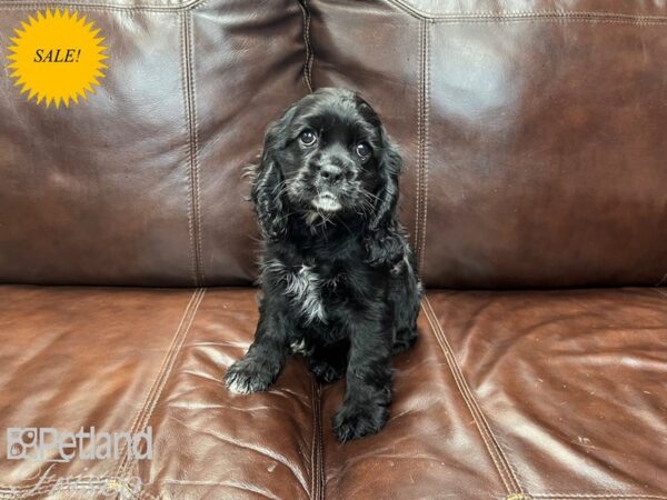 Cocker Spaniel DOG Male Black 27261 Petland Frisco, Texas