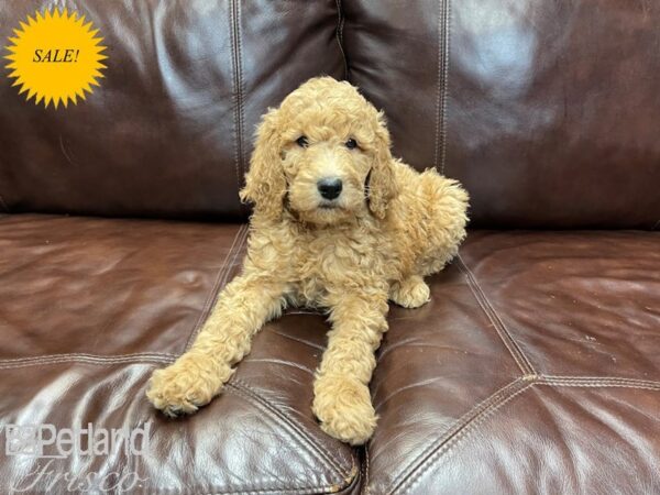 Standard Poodle-DOG-Female-Apricot-27300-Petland Frisco & Mckinney, Texas