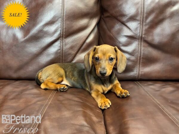 Miniature Dachshund-DOG-Female-Red-27321-Petland Frisco & Mckinney, Texas