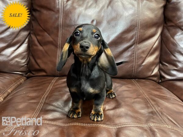 Miniature Dachshund-DOG-Female-Black and Tan-27323-Petland Frisco, Texas