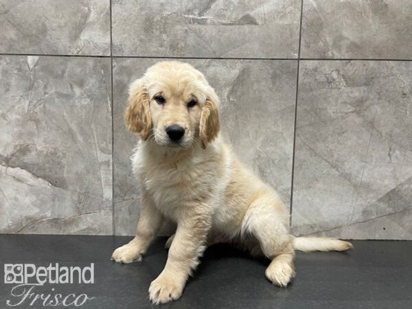Golden Retriever-DOG-Male-Golden-27437-Petland Frisco & Mckinney, Texas