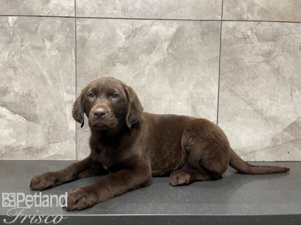 Labrador Retriever-DOG-Male-Chocolate-27438-Petland Frisco, Texas