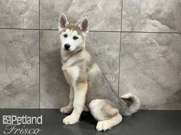 Sable husky sales puppy