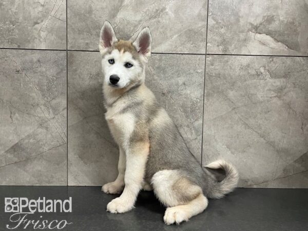 Siberian Husky-DOG-Female-Sable and White-27439-Petland Frisco, Texas