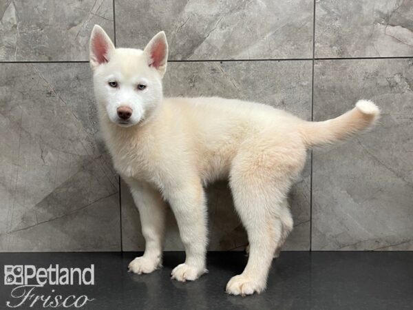 Siberian Husky-DOG-Male-White-27440-Petland Frisco & Mckinney, Texas