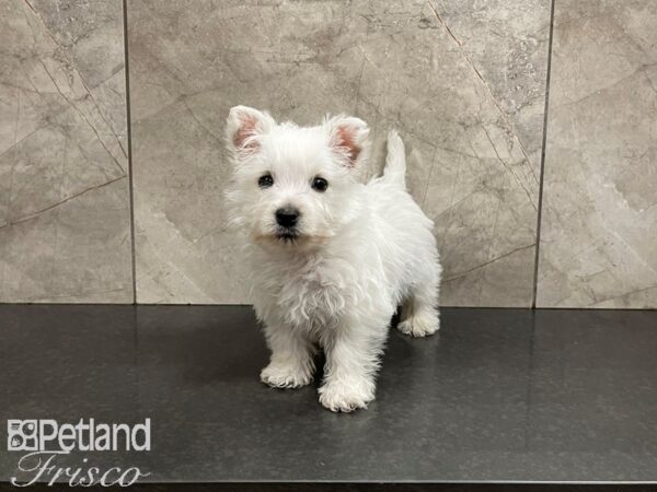 West Highland White Terrier DOG Male White 27441 Petland Frisco, Texas