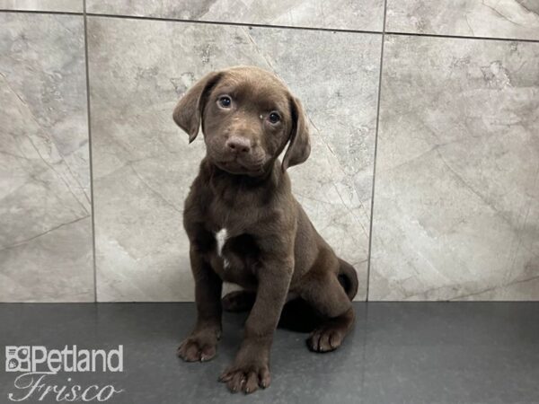 Labrador Retriever-DOG-Male-Chocolate-27445-Petland Frisco, Texas