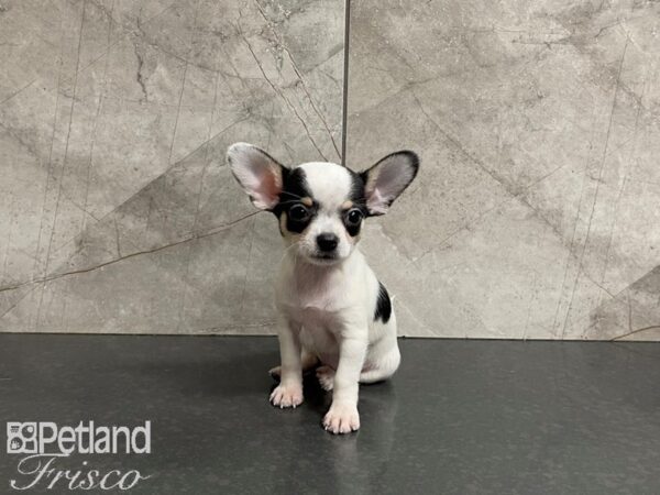 Chihuahua-DOG-Female-White & Black-27446-Petland Frisco & Mckinney, Texas