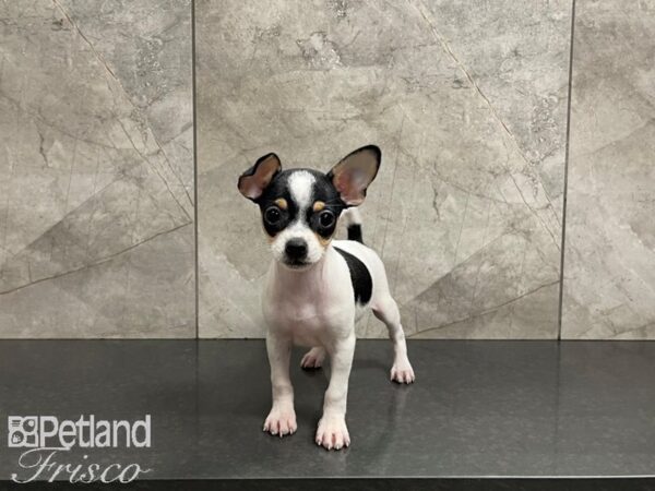 Chihuahua-DOG-Female-White & Black-27447-Petland Frisco, Texas