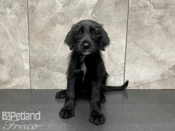 Labradoodle-DOG-Female-Black-27448-Petland Frisco, Texas
