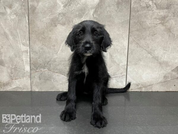 Labradoodle DOG Female Black 27448 Petland Frisco, Texas