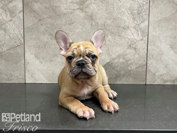 French Bulldog-DOG-Male-Tan Merle-27449-Petland Frisco & Mckinney, Texas