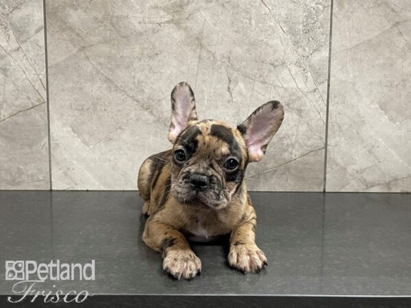 French Bulldog-DOG-Female-Tan Merle-27450-Petland Frisco, Texas