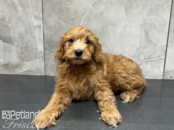 F1B Mini Goldendoodle-DOG-Male-Red-27451-Petland Frisco, Texas