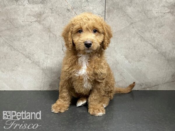 F1B Mini Goldendoodle-DOG-Male-Red-27452-Petland Frisco & Mckinney, Texas