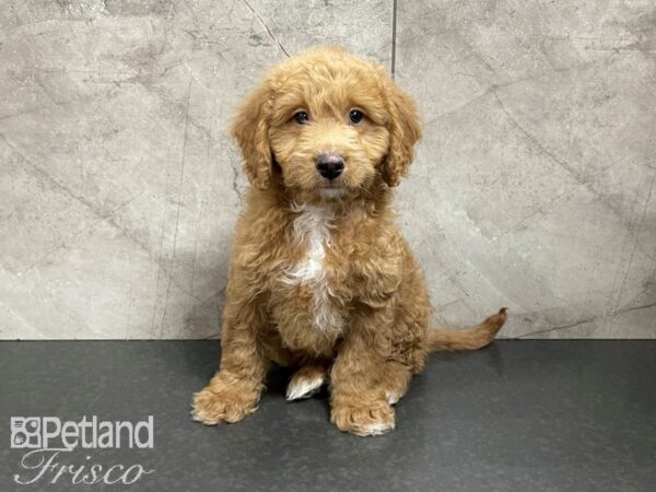 F1B Mini Goldendoodle-DOG-Male-Red-27452-Petland Frisco, Texas