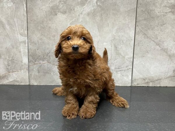 F1B Mini Goldendoodle-DOG-Male-Red-27453-Petland Frisco, Texas