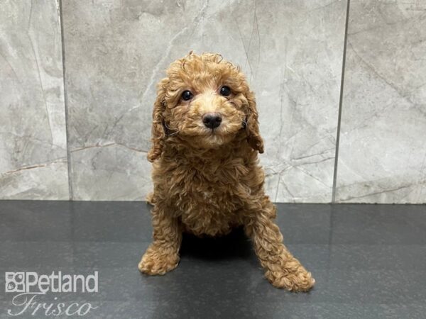 F1B Mini Goldendoodle-DOG-Female-Red-27454-Petland Frisco & Mckinney, Texas