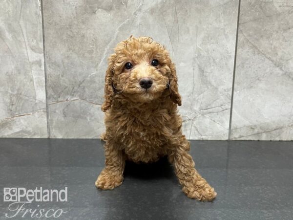 F1B Mini Goldendoodle-DOG-Female-Red-27454-Petland Frisco, Texas