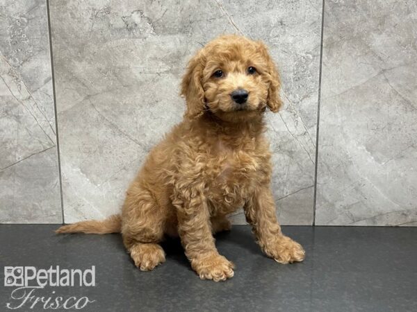 F1B Mini Goldendoodle-DOG-Female-Red-27455-Petland Frisco, Texas