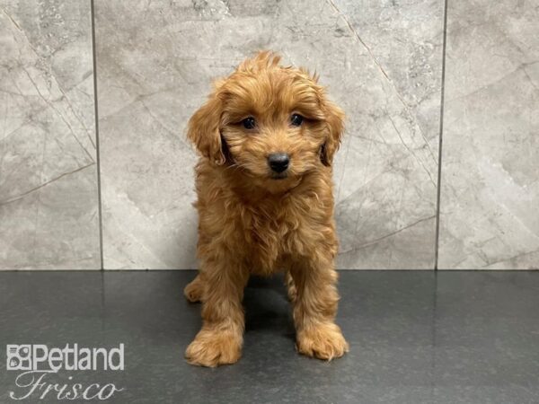 F1B Mini Goldendoodle-DOG-Female-Red-27456-Petland Frisco & Mckinney, Texas