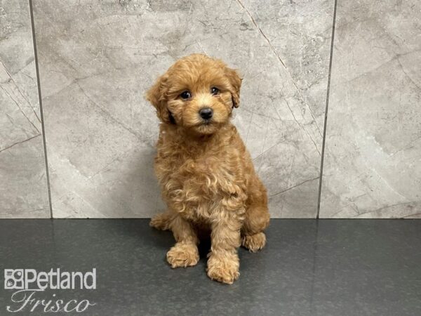 F1B Mini Goldendoodle-DOG-Female-Red-27457-Petland Frisco, Texas