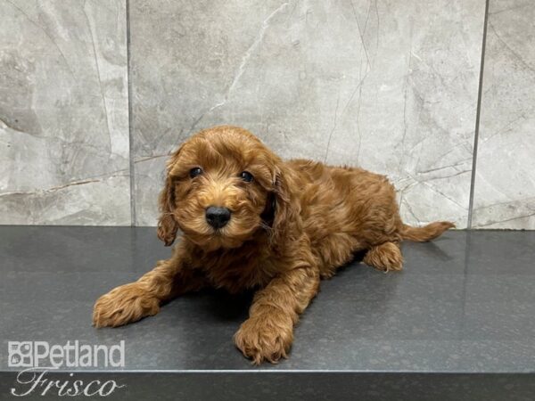 F1B Mini Goldendoodle-DOG-Male-Red-27458-Petland Frisco, Texas