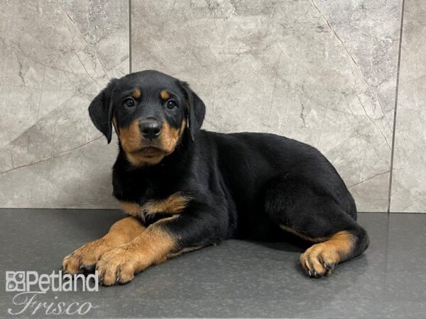 Rottweiler-DOG-Female-Black & Tan-27459-Petland Frisco & Mckinney, Texas