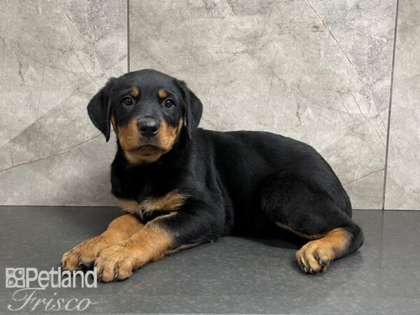 Rottweiler DOG Female Black & Tan 27459 Petland Frisco, Texas