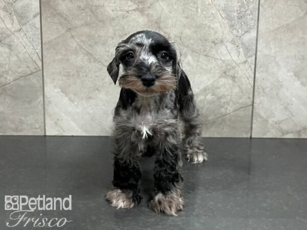 Miniature Schnauzer-DOG-Female-SALT PEPPER-27460-Petland Frisco & Mckinney, Texas