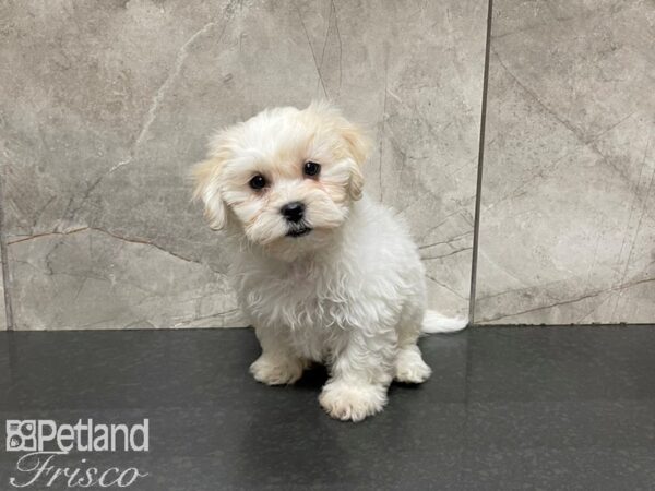 Teddy DOG Male BROWN WHITE 27461 Petland Frisco, Texas