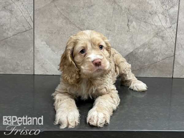 Cocker Spaniel DOG Male TAN 27462 Petland Frisco, Texas