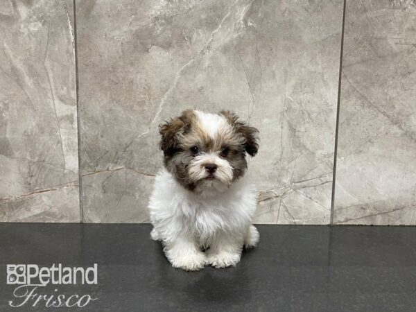 Havanese-DOG-Female-CHOC WHITE-27464-Petland Frisco, Texas