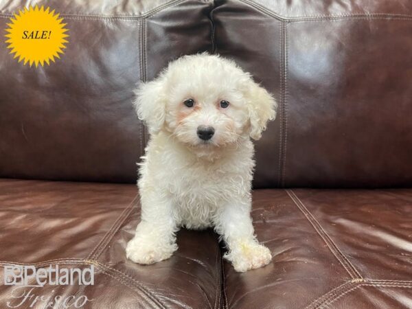 Bichon Frise-DOG-Female-White-27349-Petland Frisco & Mckinney, Texas